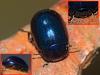 Chrysolina quadrigemina